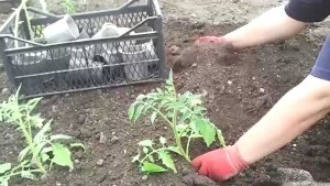 Hogyan növény benőtt uborka palántákat, és hogy tud-e csinálni