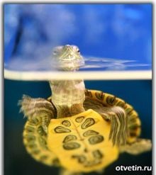 Hogyan törődik tengeri teknős