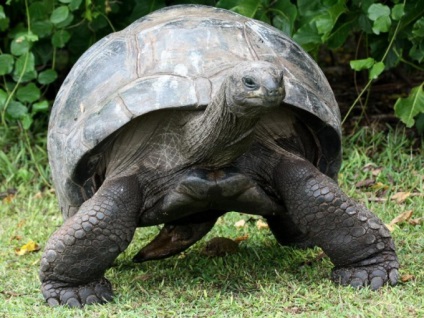 Hogyan törődik tengeri teknős - egy tengeri teknőst ló - ellátás és oktatás