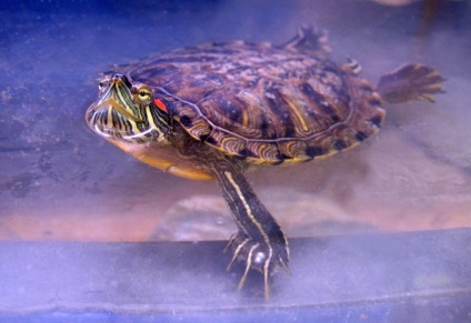 Hogyan törődik tengeri teknős - egy tengeri teknőst ló - ellátás és oktatás