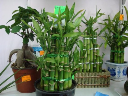 Hogyan növekszik bambusz otthon, ügyelve a növények zárt