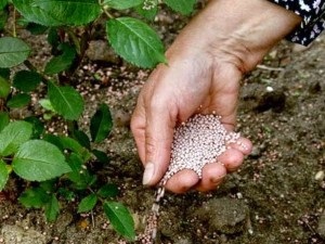 Hogyan növekszik liliomok az ország szakértői vélemények (faház) Hogyan növekszik liliomok az országban Szakértői tippek