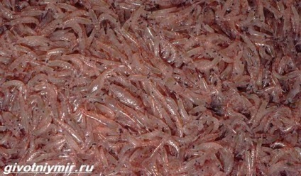 rákféle krill