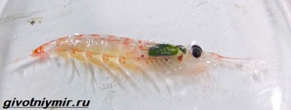 rákféle krill