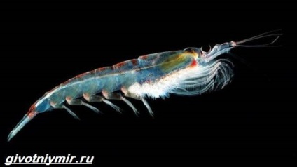 rákféle krill