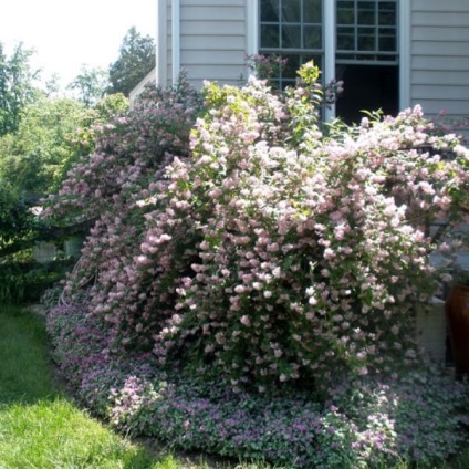 Cserje Deutzia fotó, ültetés és gondozás, grade elegáns, durva, rózsaszín pom pom, hibrid