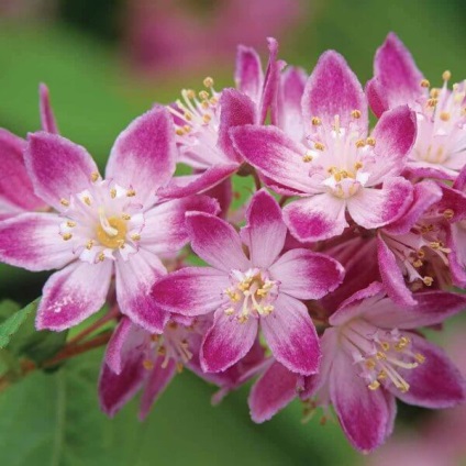 Cserje Deutzia fotó, ültetés és gondozás, grade elegáns, durva, rózsaszín pom pom, hibrid