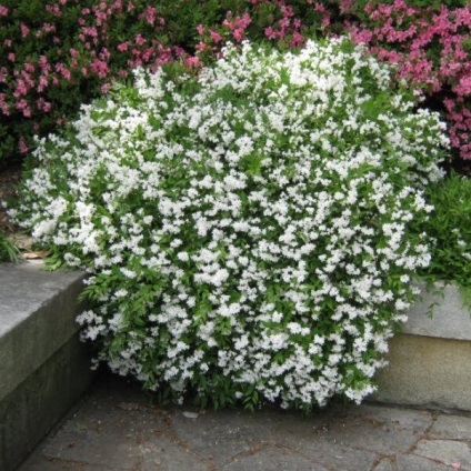 Cserje Deutzia fotó, ültetés és gondozás, grade elegáns, durva, rózsaszín pom pom, hibrid