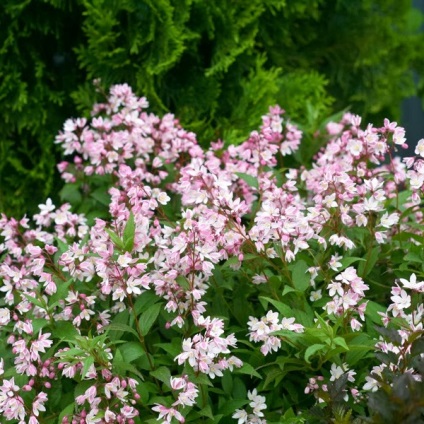 Cserje Deutzia fotók virágok, a gondozás és fajták durva és hibrid, rózsaszín és fehér