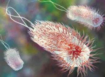Kezelése E. coli révén a hagyományos orvoslás