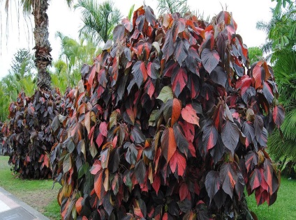 Muhar (Acalypha) kép és fajok termesztése és gondozása növények