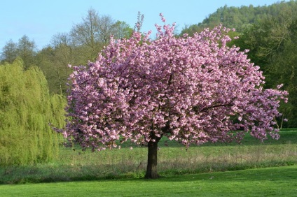 Magnolia × Soulangeana ültetés és gondozás, fotó magnólia virágzik a kertben