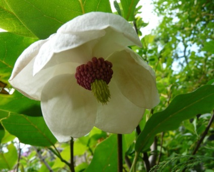 Magnolia × Soulangeana ültetés és gondozás, fotó magnólia virágzik a kertben
