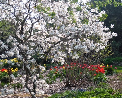 Magnolia × Soulangeana ültetés és gondozás, fotó magnólia virágzik a kertben