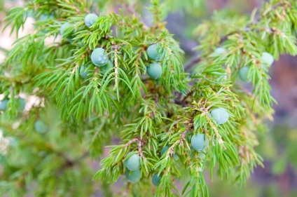 Juniperus - ültetés a metszést, virágoskert ()