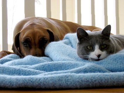 Порушення обміну речовин у собак і кішок - блог ветклініки - Беланта