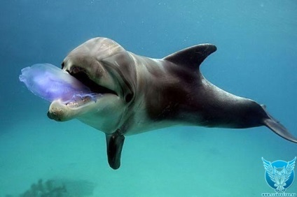 Szokatlan tény, hogy akkor valószínűleg nem tud delfinek