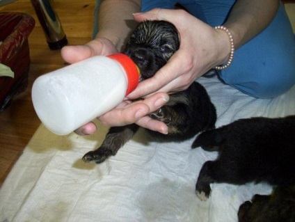 Újszülött kiskutyák - hogyan kell etetni és gondozás