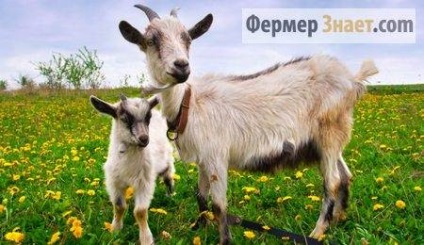 Windows-t egy kecske, mi van, ha a cég tőgy, kevés tejjel, nem eszik - az életem (rossz) Windows-t egy kecske, mi van, ha a cég tőgy, kevés tejjel, nem eszik - az életem