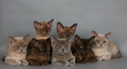 Színek burmai macskák - burmakoff - burmai macska Moszkvában