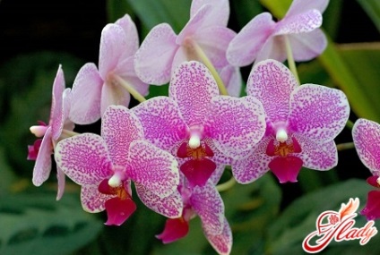Phalaenopsis orchidea növényápolás