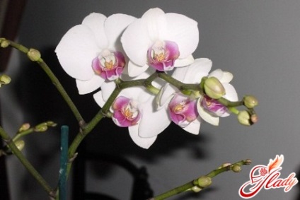 Phalaenopsis orchidea növényápolás