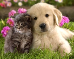 Kutya és macska Miért háziállat