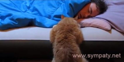 Miért a macska nem alszik éjszaka