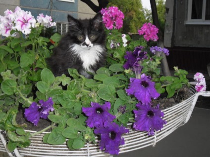 Megmutatja, hogyan kell védeni a virágágyások, a kutya és a macska a szakértő választ
