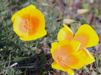 Vetés virágok nyílt terepen áprilisban - a rendszer és az időzítése telepítési virágok áprilisban a talajban, ellátás