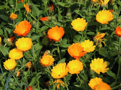 Vetés virágok nyílt terepen áprilisban - a rendszer és az időzítése telepítési virágok áprilisban a talajban, ellátás
