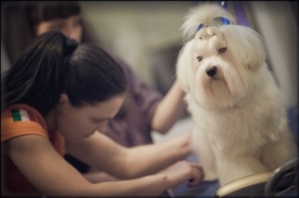 Salon kutyák Szépségszalon kutyák, fodrász kutyák, Pet szőrtelenítés Services (Nappali) Salon kutyák Szépségszalon kutyák, fodrász kutyák, Pet szőrtelenítés szolgáltatások