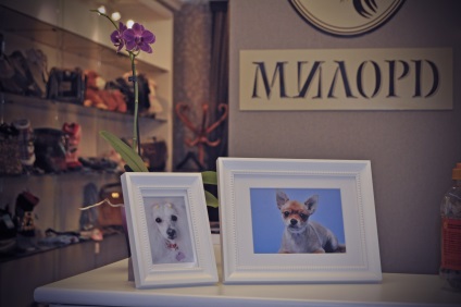 Salon kutyák Szépségszalon kutyák, fodrász kutyák, Pet szőrtelenítés Services (fodrász) Salon kutyák Szépségszalon kutyák, fodrász kutyák, Pet szőrtelenítés szolgáltatások