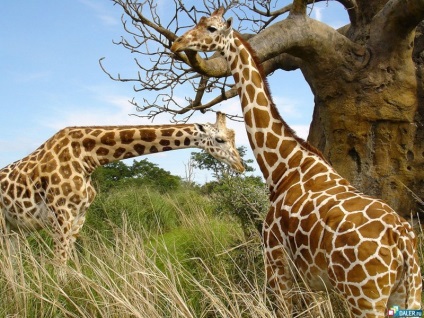 A legmagasabb emlős zsiráf