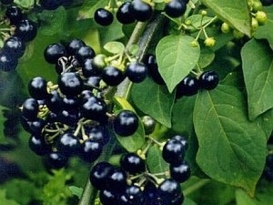 Sunberry előnyei és hátrányai, gyógyító tulajdonságokkal és ellenjavallatok