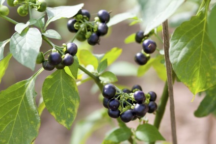 Sunberry - növekvő magról bogyók és gondozás -