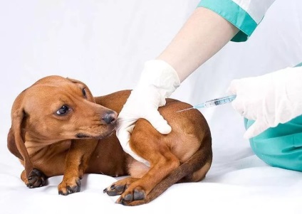 Tünetek és kezelés fogászati ​​betegség a kutyák