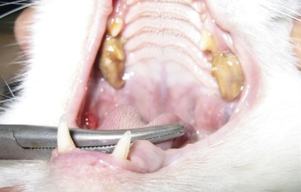 Tünetek és kezelés fogászati ​​betegség a kutyák
