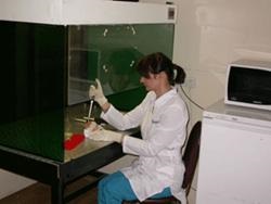 Speciális klinikai diagnosztikai laboratóriumi parazitás betegségek