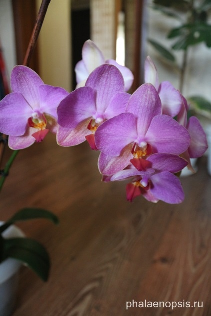 Kéne vágni a szárát Phalaenopsis orchidea (Phalaenopsis)