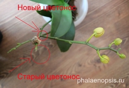 Kéne vágni a szárát Phalaenopsis orchidea (Phalaenopsis)