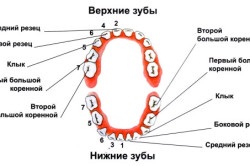 A szerkezet a fogak
