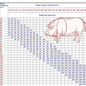 Таблиця ваги свиней як визначити вагу свині, які не зважуючи її на вагах
