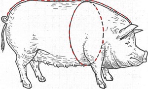 Таблиця ваги свиней як визначити вагу свині, які не зважуючи її на вагах