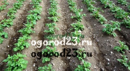 burgonya termesztési technológia a Kuban