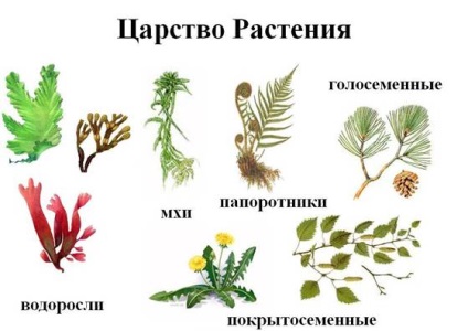 44. lecke növények létezését az élet a Földön