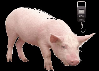 Вага свині - таблиця виміру ваги поросяти по місяцях в домашніх умовах