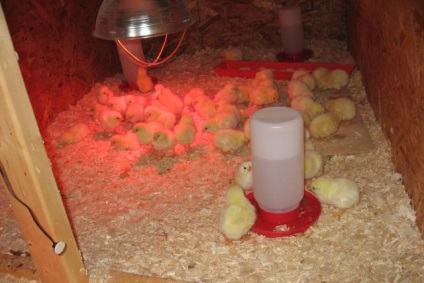 Növekvő csirkék otthon kezdőknek - részletes utasításokat!