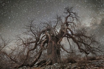 11 Fotók a csillagos ég alatt a legöregebb fája