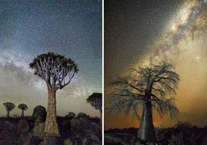11 Fotók a csillagos ég alatt a legöregebb fája